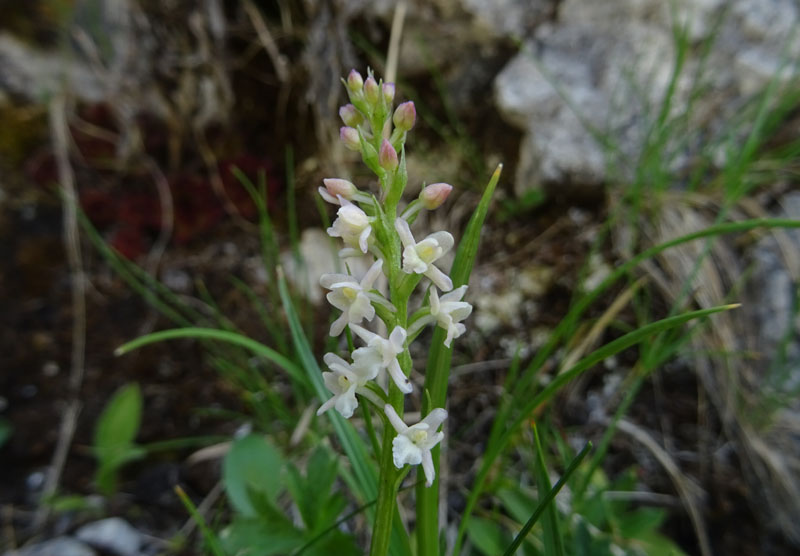 Gymnadenia odoratissima